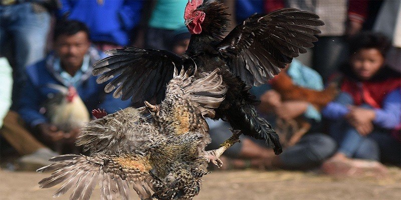 Đá gà có bình luận viên sôi động hấp dẫn